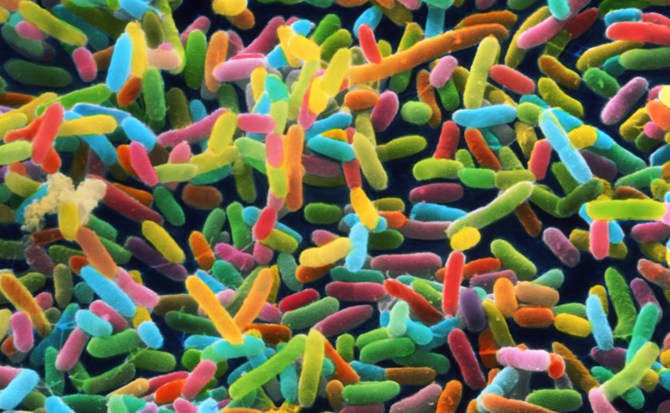 La influencia de la dieta en el microbioma La influencia de la dieta en el microbioma