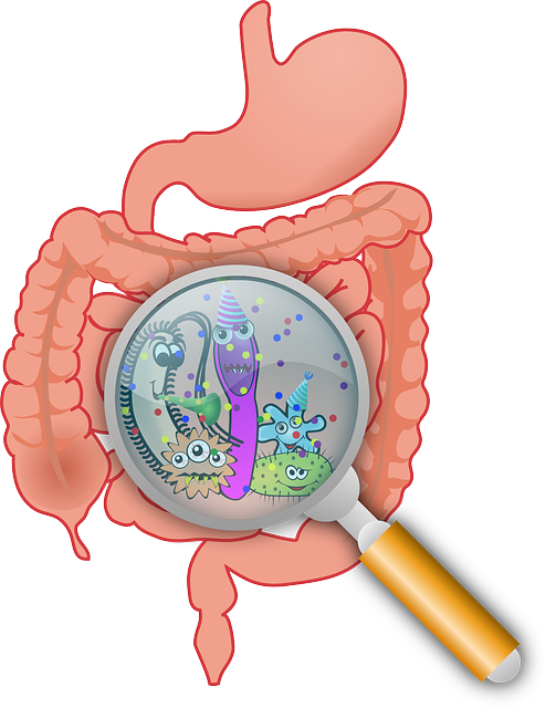 intestino intestino