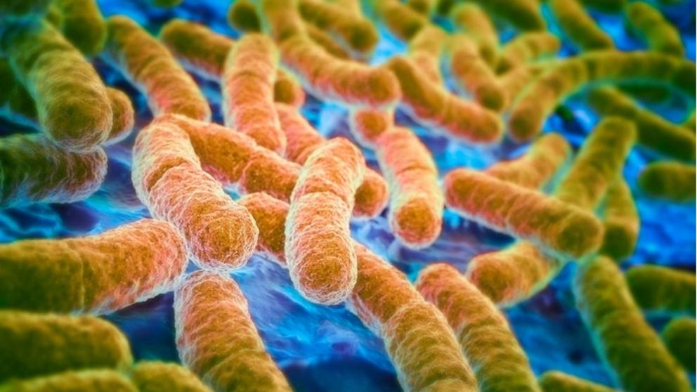 Una cepa de E. coli podría ofrecer protección contra sus peligrosos